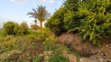 14 Qirats Agricultural Land with Lemon Trees for Sale in Luxor – Main Road Frontage